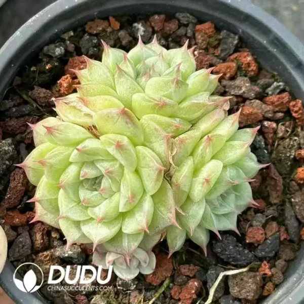 35Pcs Echeveria Neptune Cluster - Image 2