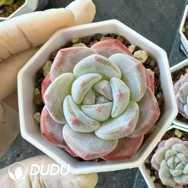 54Pcs Echeveria Ice Jade Milk Tea  Dudu Wholesale Rare Live Succulents  Plants Grower