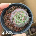35Pcs Echeveria Longissima