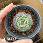35Pcs Echeveria Longissima - Image 2