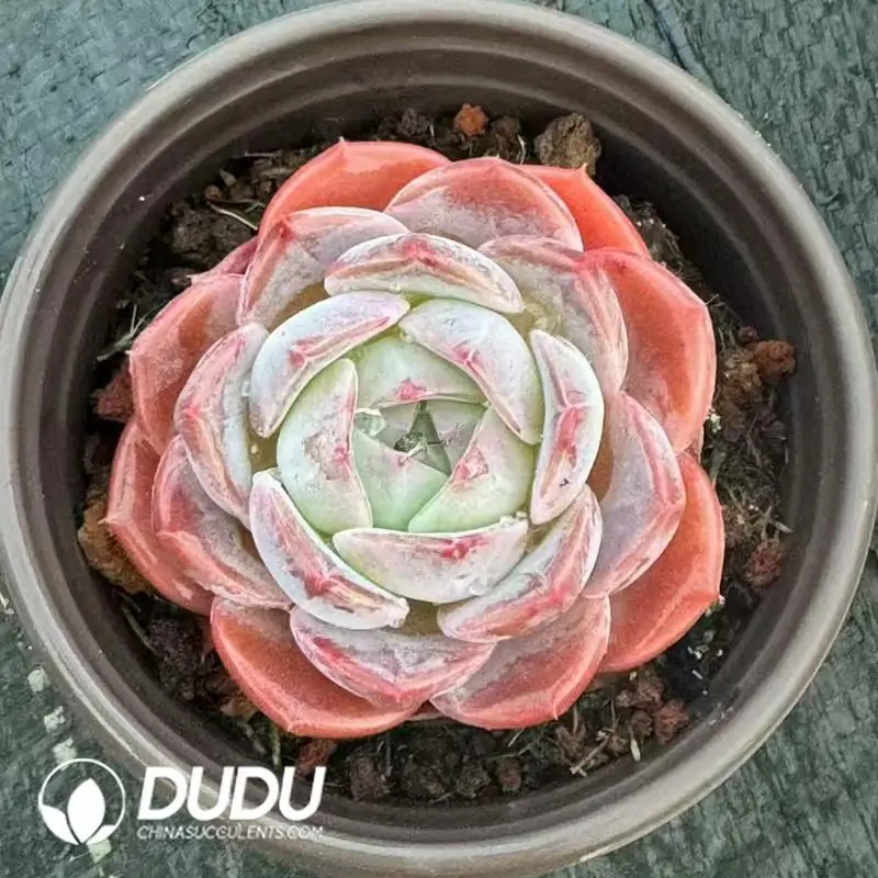 1756120923-e201-506.webp 35Pcs Echeveria Monroe Hybrid - Image 1