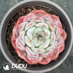 35Pcs Echeveria Monroe Hybrid - Image 2