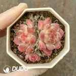 $2.2*54Pcs Echeveria Ice Soul Double Head