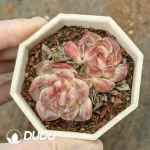 $2.2*54Pcs Echeveria Ice Soul Double Head - Image 2