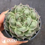 35Pcs Echeveria Special Function