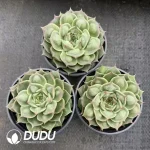 35Pcs Echeveria Special Function - Image 2