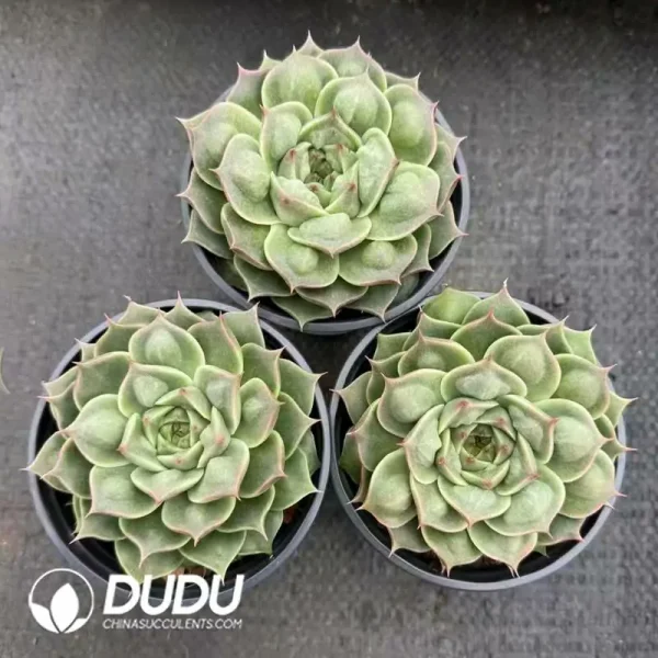 35Pcs Echeveria Special Function - Image 2