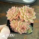 54Pcs Echeveria Pink Cherry Blossoms Clustering