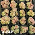 54Pcs Echeveria Pink Cherry Blossoms Clustering - Image 2