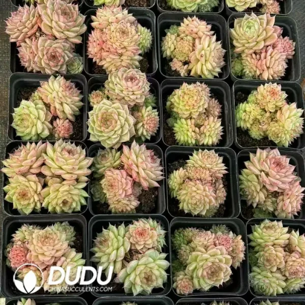 54Pcs Echeveria Pink Cherry Blossoms Clustering - Image 2