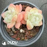 35Pcs Echeveria Ice Green Double Headed