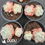 35Pcs Echeveria Ice Green Double Headed - Image 2