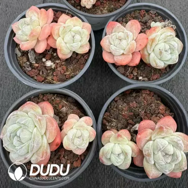 35Pcs Echeveria Ice Green Double Headed - Image 2