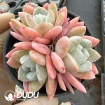35Pcs Echeveria Creamed Jade Butterfly Clustering