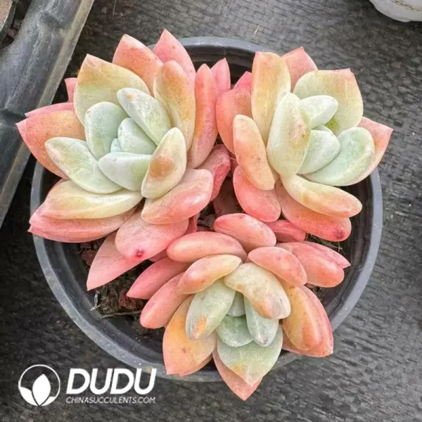35Pcs Echeveria Creamed Jade Butterfly Clustering - Image 2