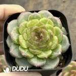 54Pcs Echeveria Cola Jenny