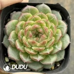54Pcs Echeveria Cola Jenny - Image 2