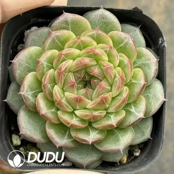 54Pcs Echeveria Cola Jenny - Image 2