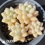 35Pcs Pachyveria Bubble Gum Clustering