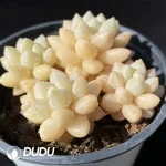 35Pcs Pachyveria Bubble Gum Clustering - Image 2