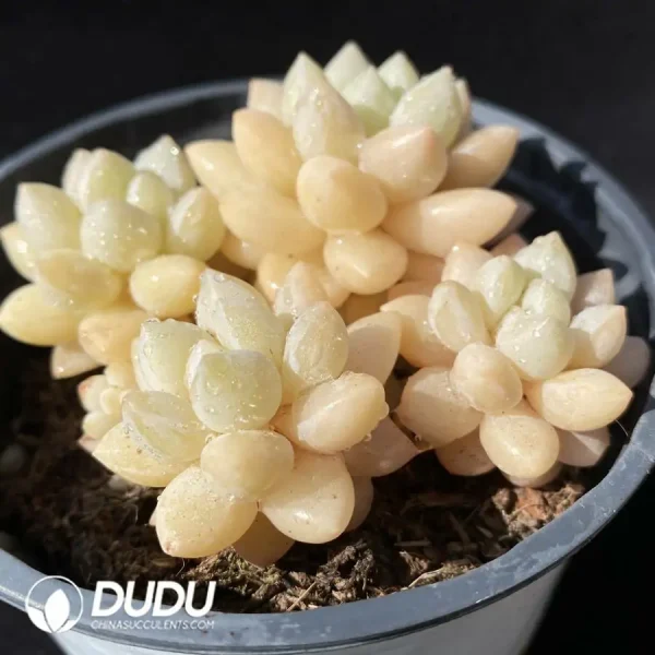 35Pcs Pachyveria Bubble Gum Clustering - Image 2