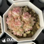 54Pcs Echeveria Pink Queen Cluster