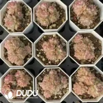 54Pcs Echeveria Pink Queen Cluster - Image 2