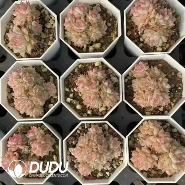 54Pcs Echeveria Pink Queen Cluster - Image 2