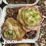 54Pcs Echeveria Lime Double Head