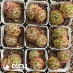 54Pcs Echeveria Lime Double Head - Image 2