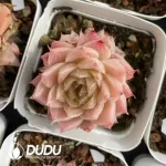 54Pcs Echeveria Disc Leaf Malgan Cluster