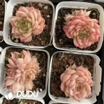 54Pcs Echeveria Disc Leaf Malgan Cluster - Image 2