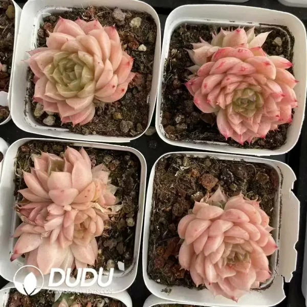 54Pcs Echeveria Disc Leaf Malgan Cluster - Image 2