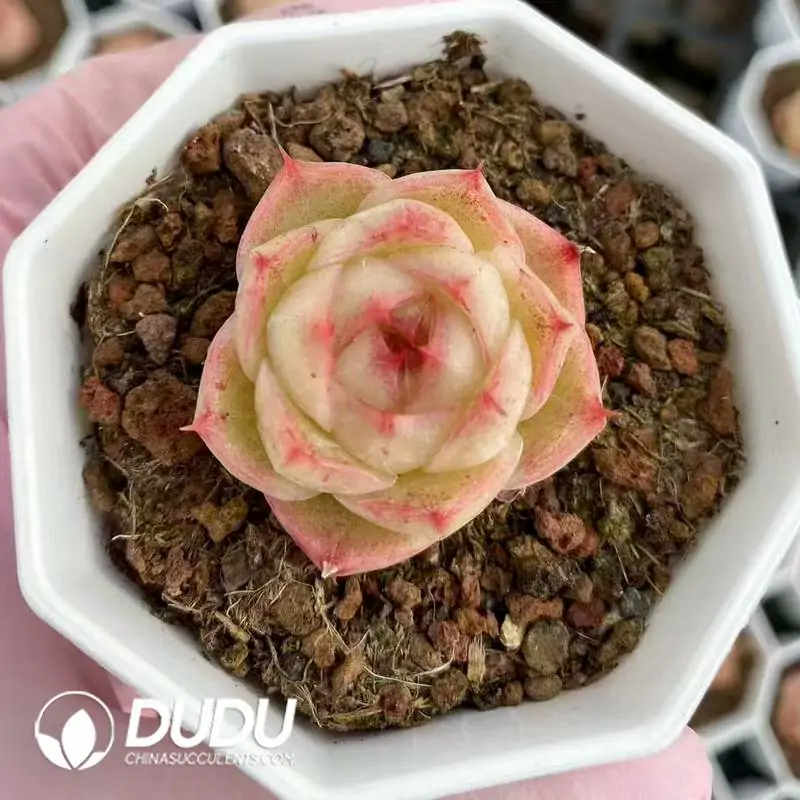 1756120955-e201-523.webp 54Pcs Echeveria Linglong Jenny - Image 1