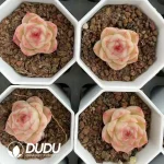 54Pcs Echeveria Linglong Jenny - Image 2