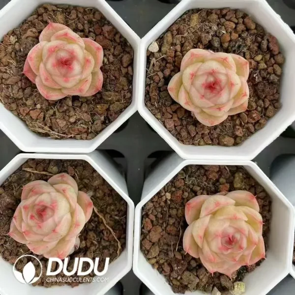 54Pcs Echeveria Linglong Jenny - Image 2