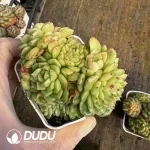 54Pcs Echeveria Flower Butterfly Cluster