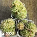 54Pcs Echeveria Flower Butterfly Cluster - Image 2