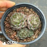 35Pcs Echeveria Lophophora Williamsii Cluster