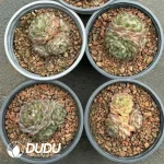 35Pcs Echeveria Lophophora Williamsii Cluster - Image 2