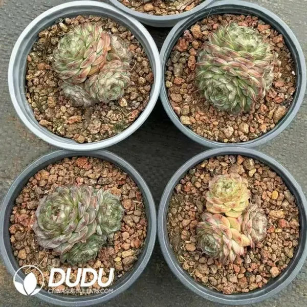 35Pcs Echeveria Lophophora Williamsii Cluster - Image 2
