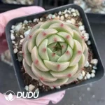 54Pcs Echeveria Tredegar