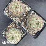 54Pcs Echeveria Tredegar - Image 2