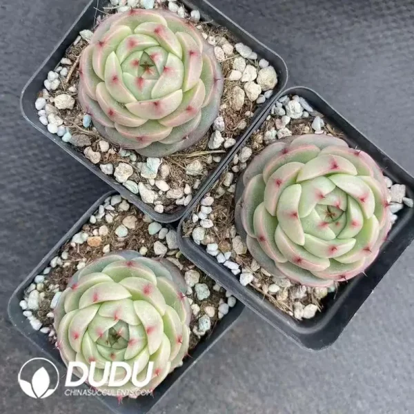 54Pcs Echeveria Tredegar - Image 2