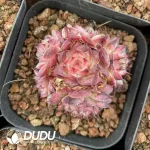54Pcs Echeveria Curl Eyelashes Cluster