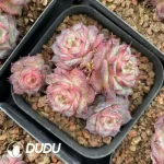 54Pcs Echeveria Curl Eyelashes Cluster - Image 2