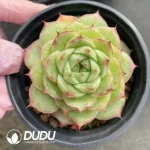 35Pcs Echeveria Anne