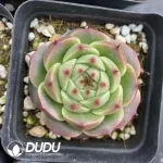 54Pcs Echeveria Fire Kylin