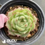 35Pcs Echeveria Anne - Image 2
