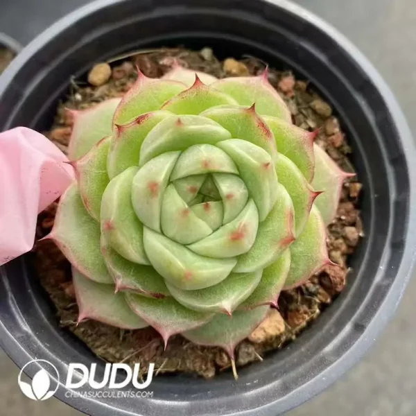 35Pcs Echeveria Anne - Image 2